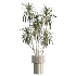 AV Indoor Plants Set 616 Olive Alocasia Elefantenohr Ficus Marginata Warneckii - Thumbnail 2