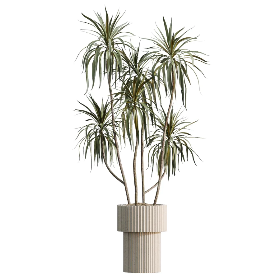 AV Indoor Plants Set 616 Olive Alocasia Elefantenohr Ficus Marginata Warneckii Image 2