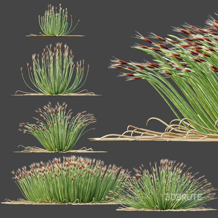 AV Plant Trichophorum Cespitosum Tufted Bulrush Rasenbinse Deer Grass Image 7