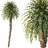 AV Plant Cycas Revoluta Palmfarn Palm Tree 01 - Thumbnail 2