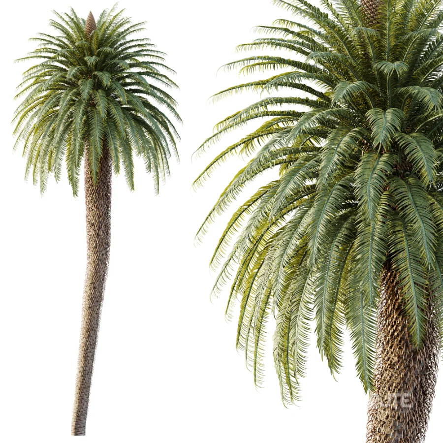 AV Plant Cycas Revoluta Palmfarn Palm Tree 01 Image 2