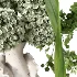 Flowers in Vase Collection 63 - Thumbnail 5