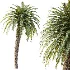 AV Plant Cycas Revoluta Palmfarn Palm Tree 01 - Thumbnail 3