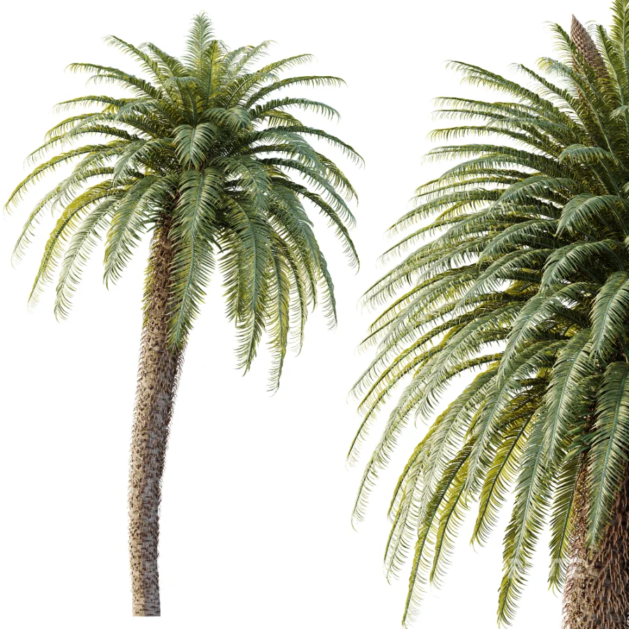 AV Plant Cycas Revoluta Palmfarn Palm Tree 01 Image 3
