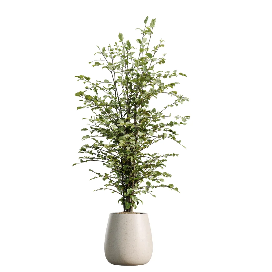 AV Indoor Plants Set 610 Orange Tree Ficus Alnus Glutinosa Lemon Lime Image 4