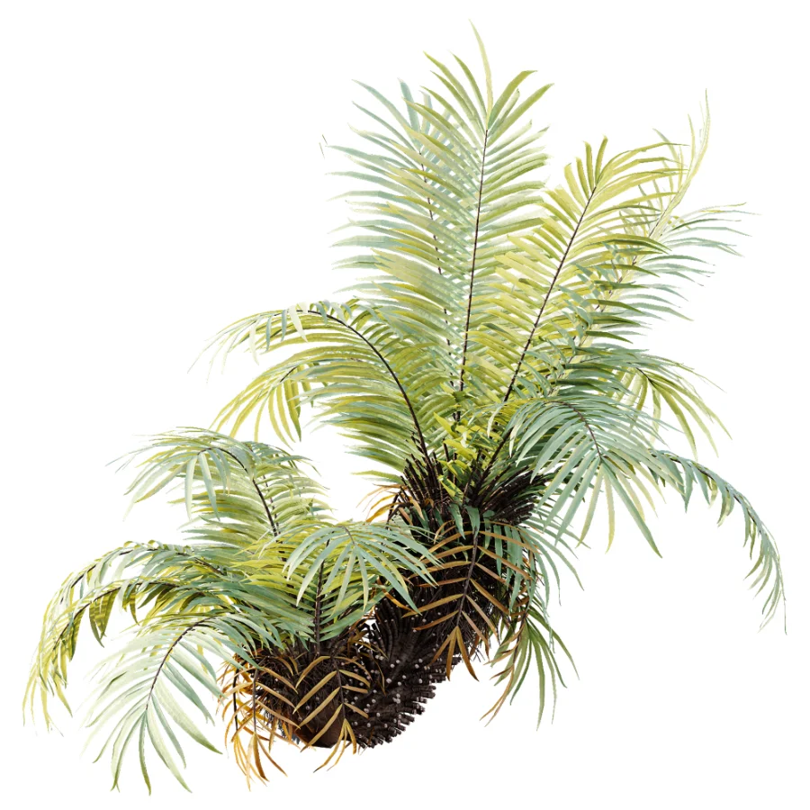 AV Plant Brainea Insignis Fern Palm Tree 02 Image 5
