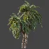 AV Plant Macrozamia Moorei Palm Tree 01 - Thumbnail 5