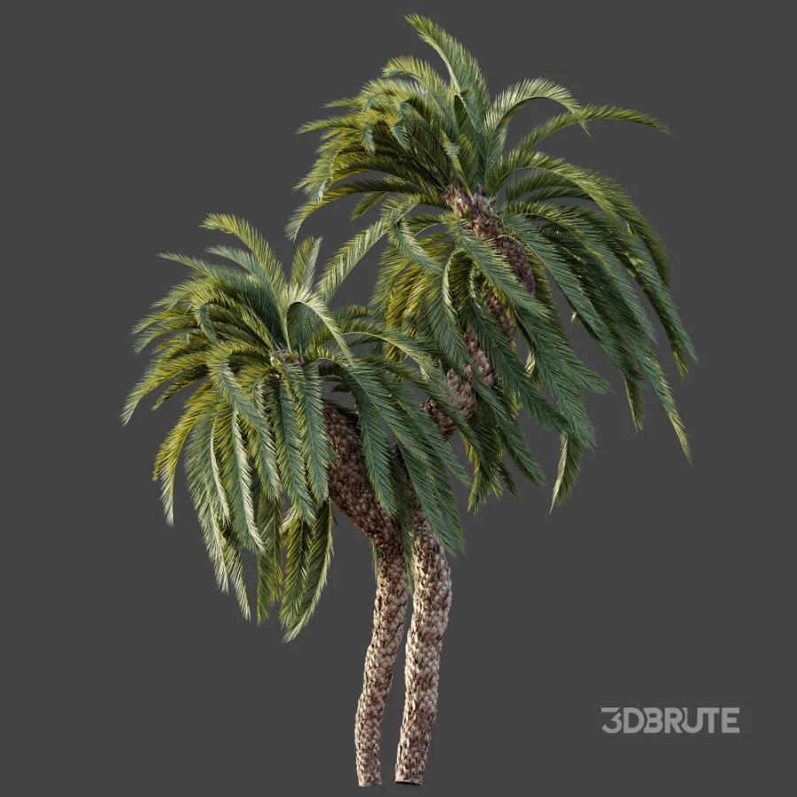 AV Plant Macrozamia Moorei Palm Tree 01 Image 5