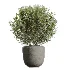 AV Indoor Plants Set 606 Bird Of Paradise Yucca Olive Schefflera Arboricola - Thumbnail 1