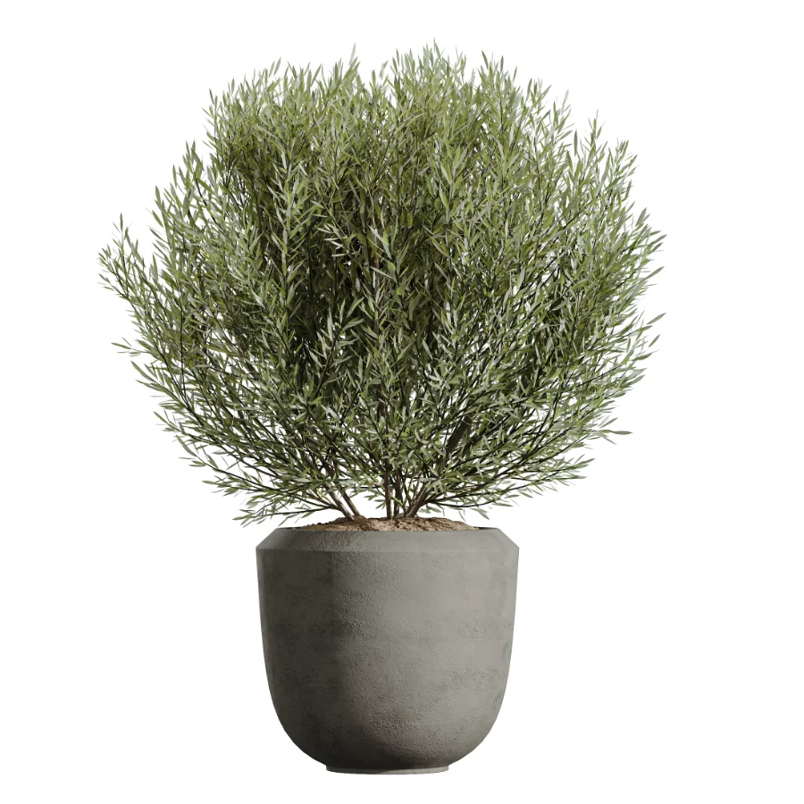 AV Indoor Plants Set 606 Bird Of Paradise Yucca Olive Schefflera Arboricola Image 1