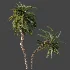 AV Plant Macrozamia Moorei Palm Tree 01 - Thumbnail 6