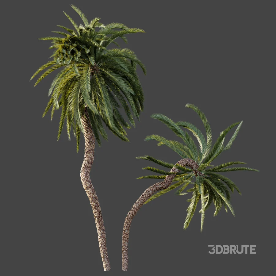 AV Plant Macrozamia Moorei Palm Tree 01 Image 6