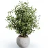 AV Indoor Plants Set 613 Olive Eucalyptus and Chemlali Olive and Ravenala Banana and Lemon Lime Cane - Thumbnail 2