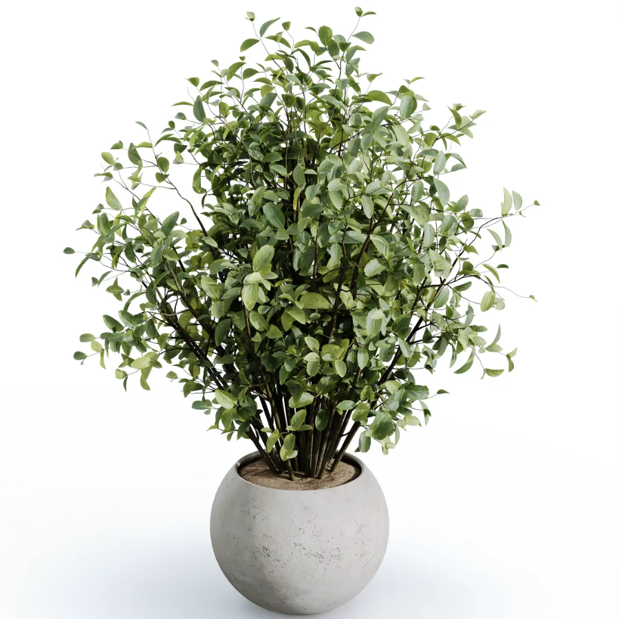 AV Indoor Plants Set 613 Olive Eucalyptus and Chemlali Olive and Ravenala Banana and Lemon Lime Cane Image 2