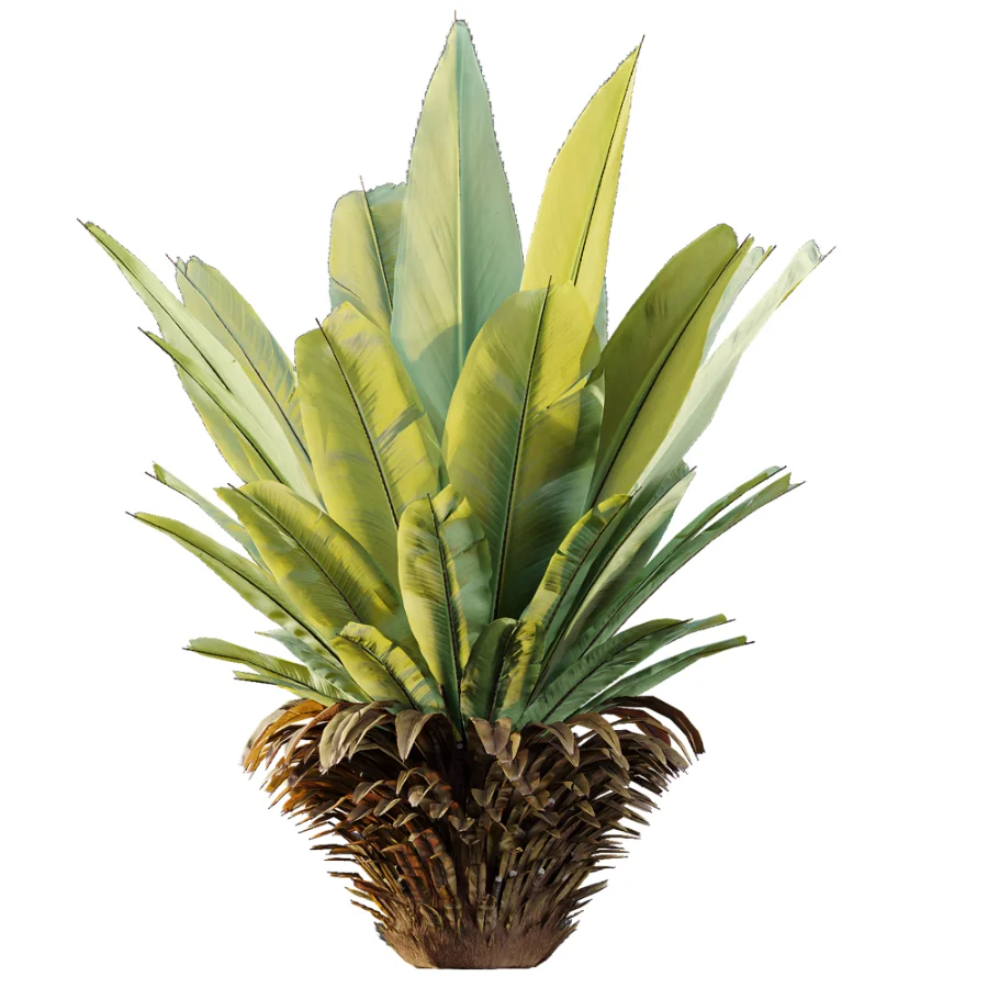 AV Plant Neottopteris Nidus 6 Palm Bush 01 Image 1