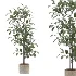 Ficus Benjamina Indoor Plant-set-023 - Thumbnail 3