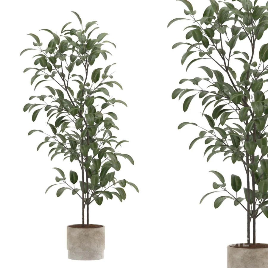 Ficus Benjamina Indoor Plant-set-023 Image 3