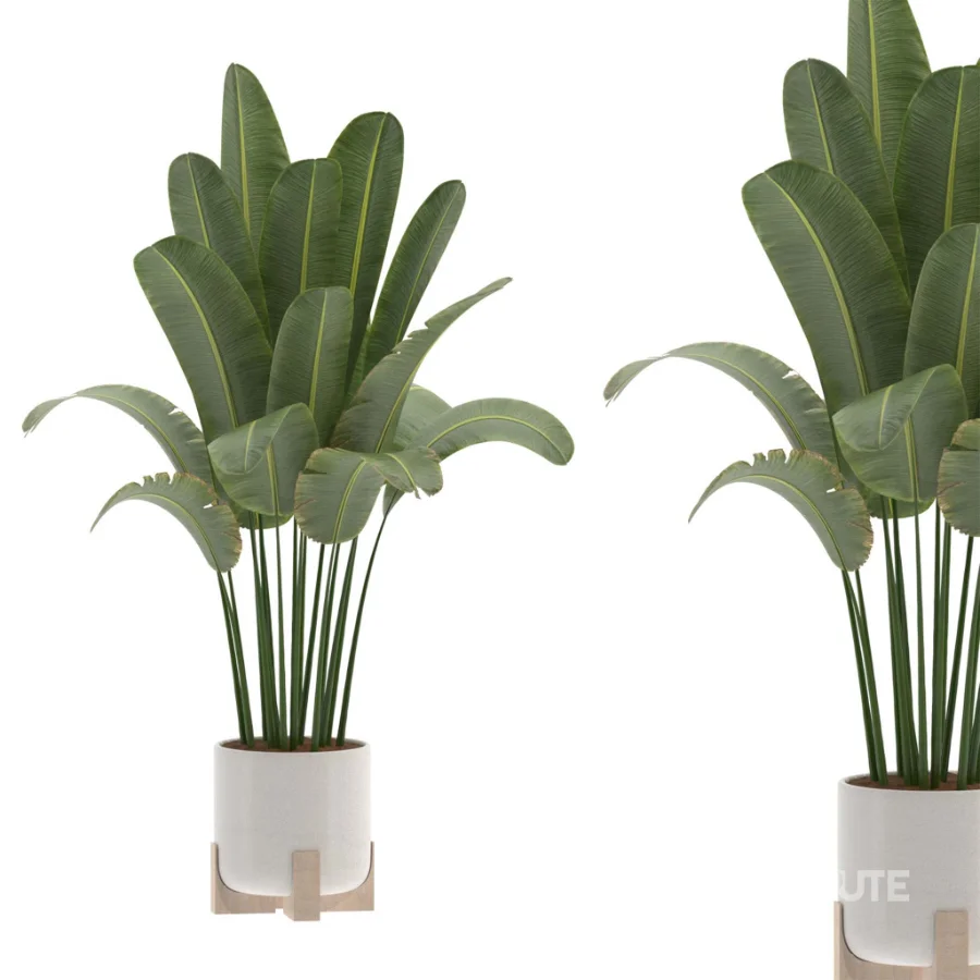 Strelitzia Nicolai Bird Of Paradise Indoor Plant 019 Image 2