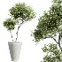 AV Indoor Plants Set 526 Aspidistra Elatior Olive Ficus Palm - Thumbnail 4