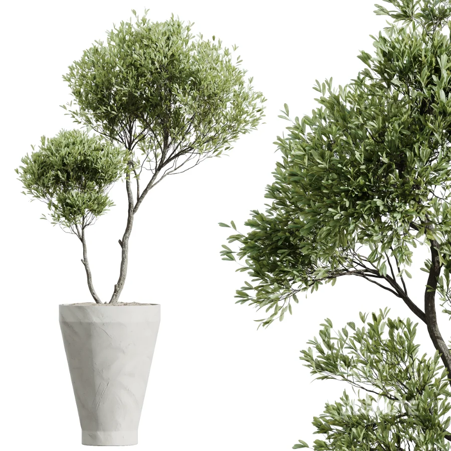 AV Indoor Plants Set 526 Aspidistra Elatior Olive Ficus Palm Image 4
