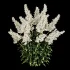 Astilbe Garden Plant Collection - Thumbnail 1