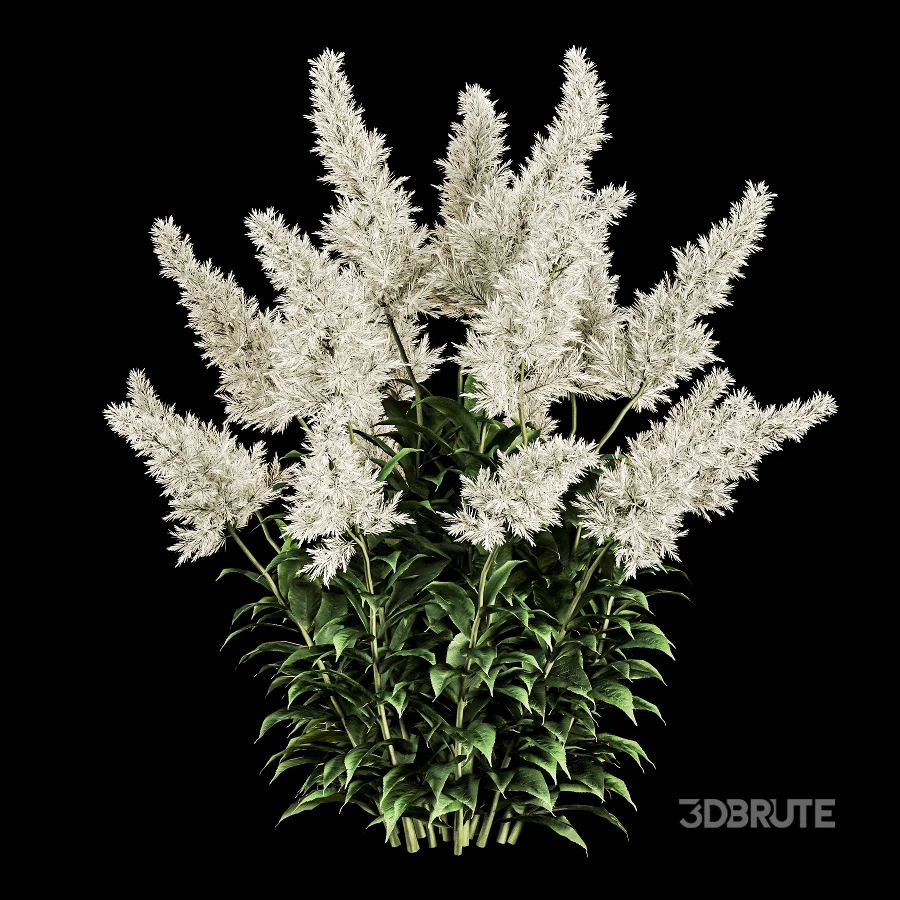 Astilbe Garden Plant Collection Image 1