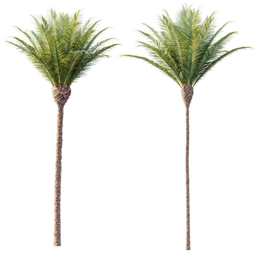 AV Plant Phoenix Canariensis Palm Tree 01 Image 3