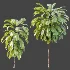 AV Plant Cordyline Petiolaris 6 Palm Tree 01 - Thumbnail 6