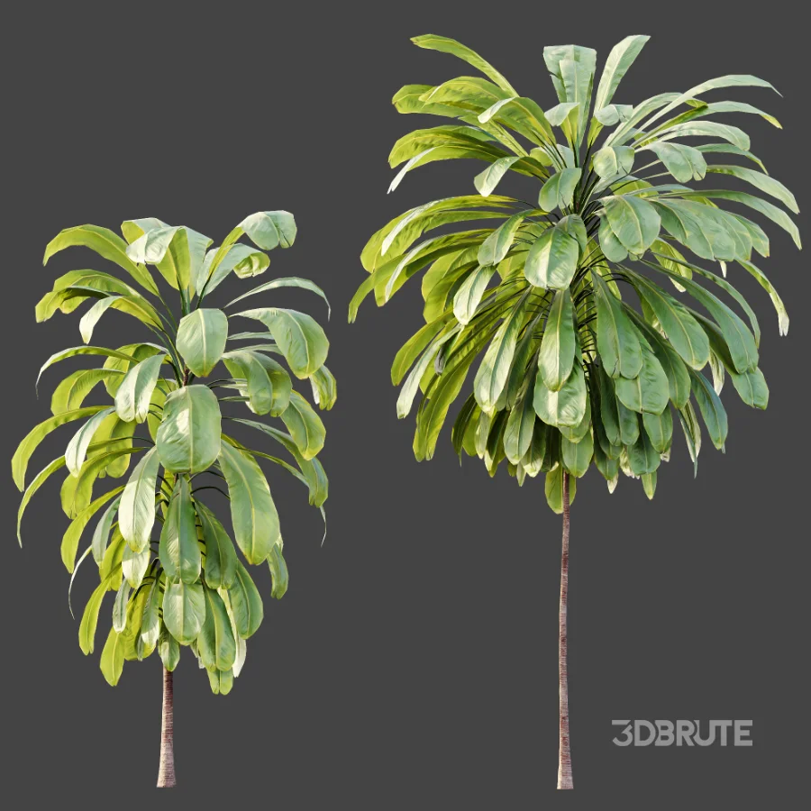 AV Plant Cordyline Petiolaris 6 Palm Tree 01 Image 6