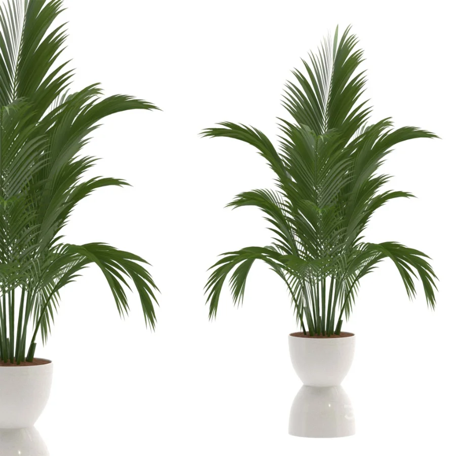 Areca Palm Dypsis Lutescens Indoor Plant Image 2