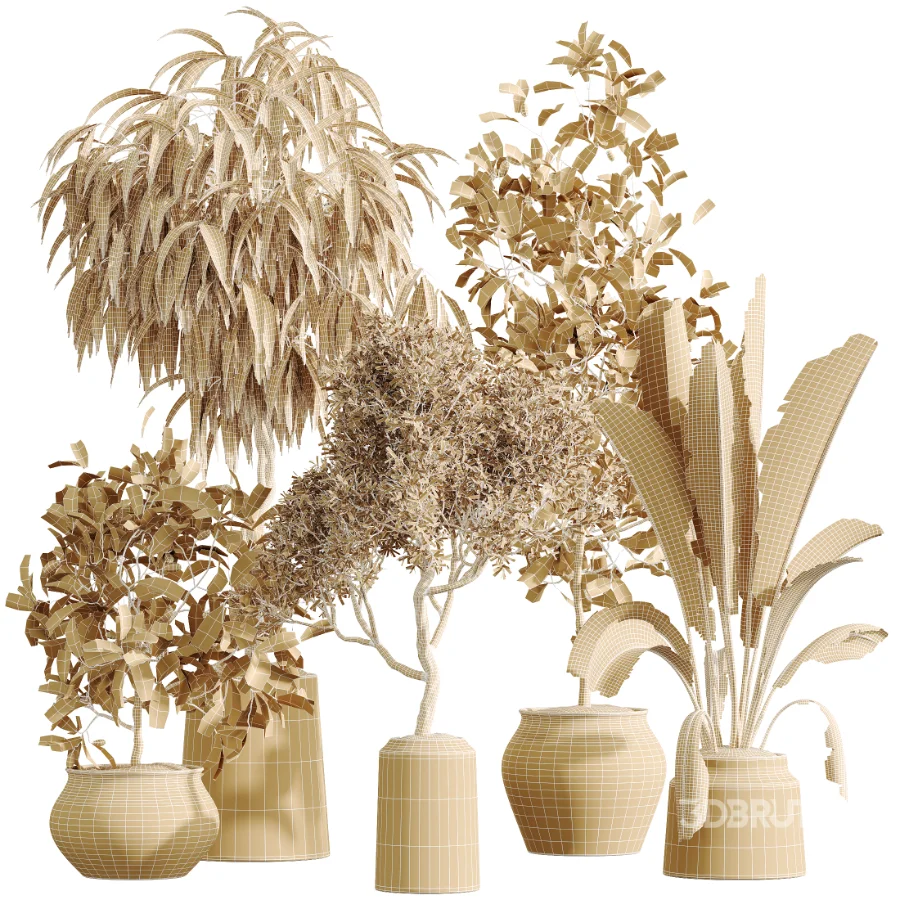 AV Indoor Plants Set 611 Banana Olive Briful Pachira Ficus Binnendijkii Image 7