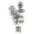 Ficus Benjamina Indoor Plant-set-026 - Thumbnail 2