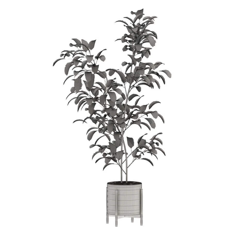 Ficus Benjamina Indoor Plant-set-026 Image 2