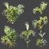 AV Plant Chrysalidocarpus Lutescens Palm Bush 02 - Thumbnail 8