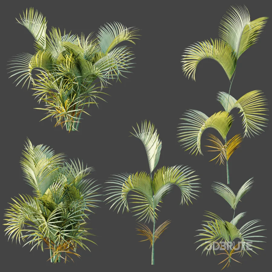 AV Plant Chrysalidocarpus Lutescens Palm Bush 02 Image 8