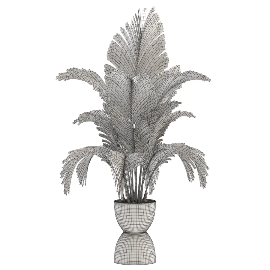 Areca Palm Dypsis Lutescens Indoor Plant Image 3