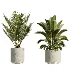 AV Indoor Plants Set 604 Banana Cyara Areca Palm Ficus microcarpa Olive - Thumbnail 6