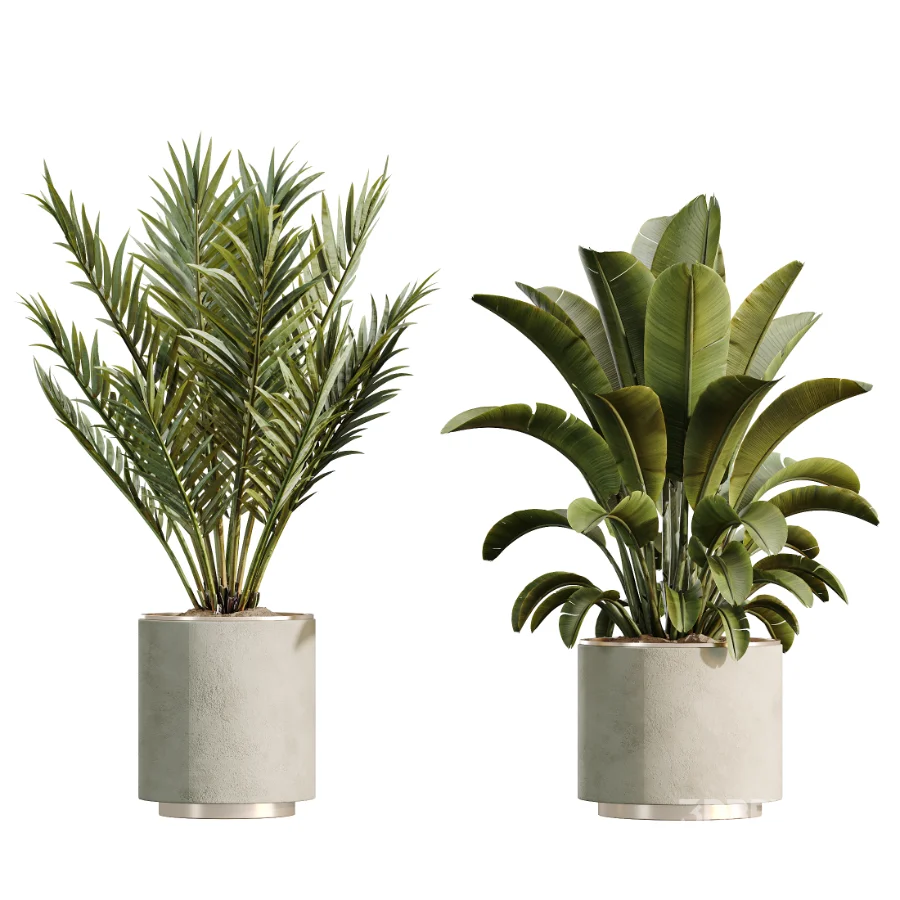 AV Indoor Plants Set 604 Banana Cyara Areca Palm Ficus microcarpa Olive Image 6