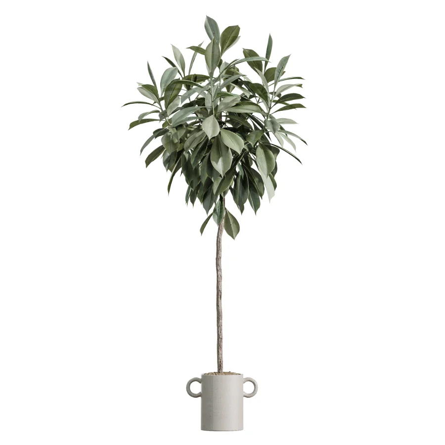 AV Indoor Plants Set 619 Elegant Monstera and Ficus Microcarpa Bonsai and Ficus Cyathistipula and Cat Reed Palm Image 3