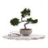 Pine Bonsai Tree-set-004 - Thumbnail 2