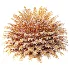 AV Plant Cycas Revoluta Palmfarn Palm Bush 02 - Thumbnail 8