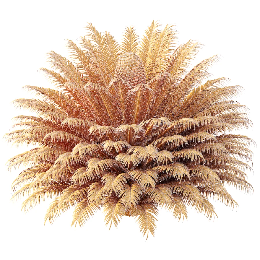 AV Plant Cycas Revoluta Palmfarn Palm Bush 02 Image 8
