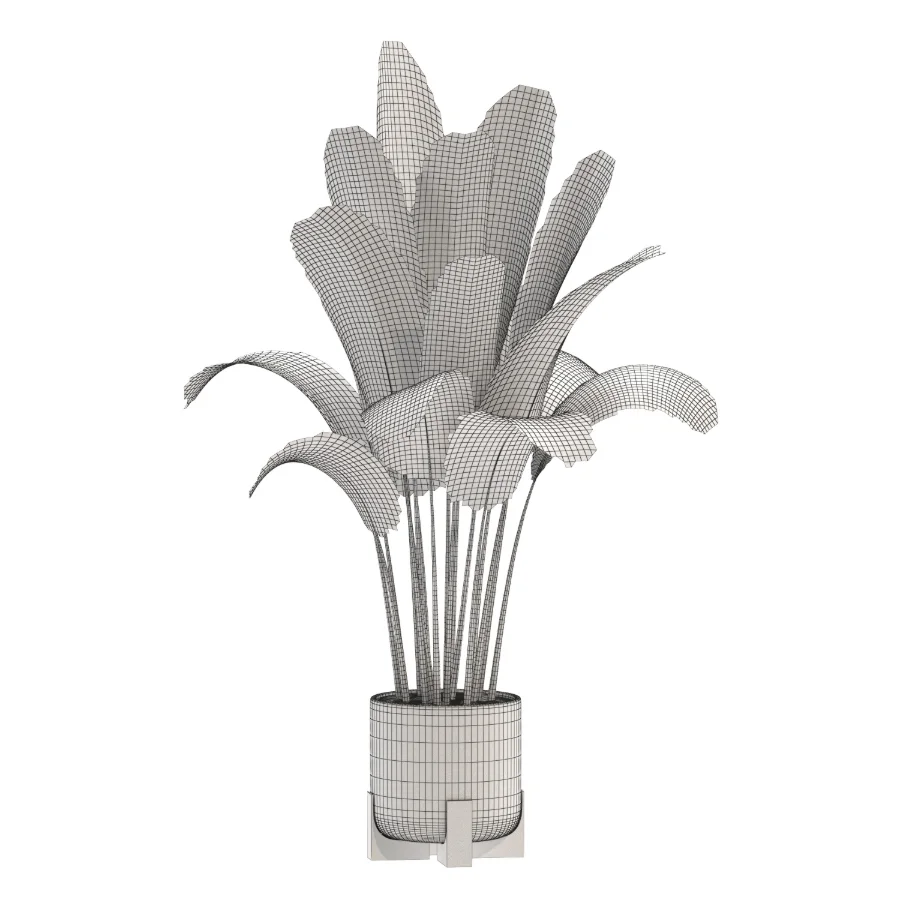 Strelitzia Nicolai Bird Of Paradise Indoor Plant 019 Image 3