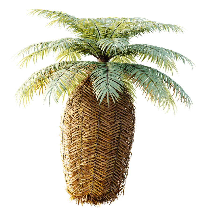 AV Plant Brainea Insignis Fern 6 Palm Tree 01 Image 4