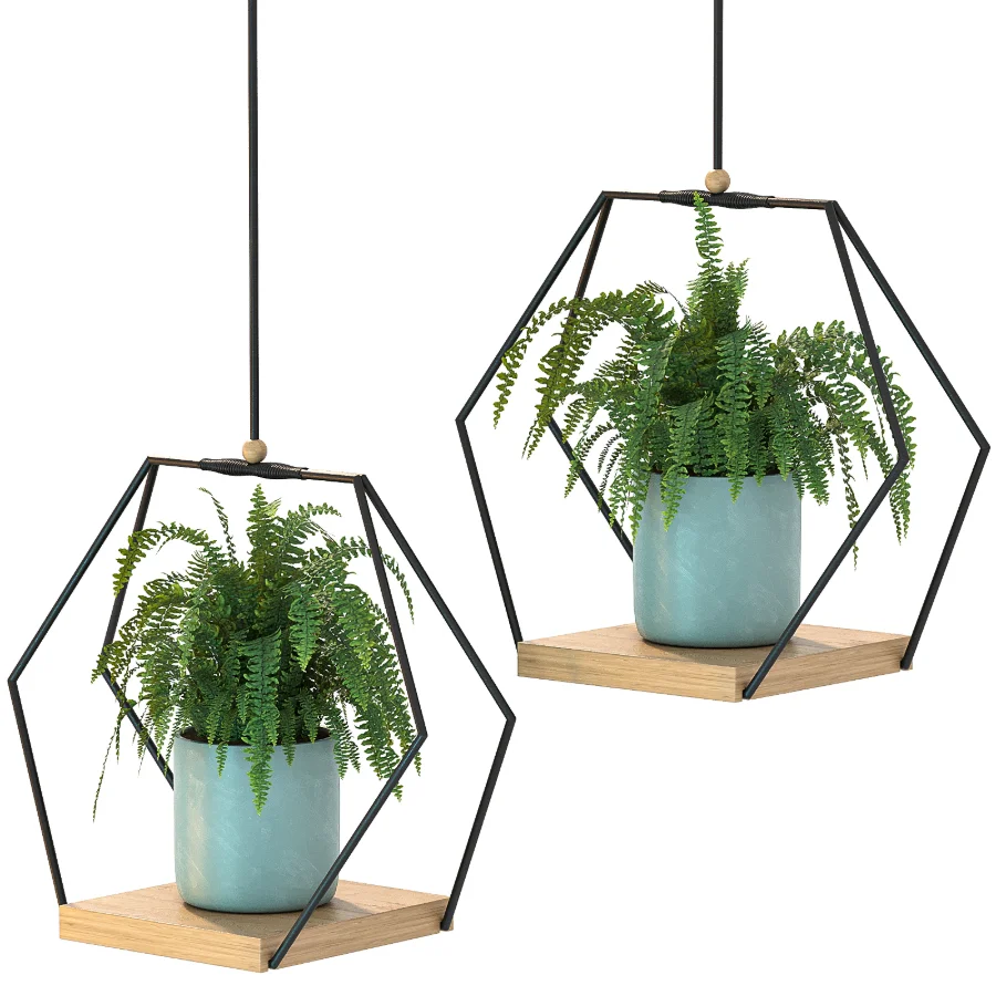 Hanging Plant 06 Image 3