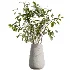 AV Indoor Plants Set 527 Olive Lemon Dragon Ficus Dracaena Marginata - Thumbnail 5