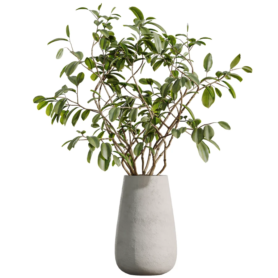 AV Indoor Plants Set 527 Olive Lemon Dragon Ficus Dracaena Marginata Image 5