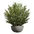 AV Indoor Plants Set 612 Ficus Aspidistra Palm Orange Calamondin Tree - Thumbnail 3
