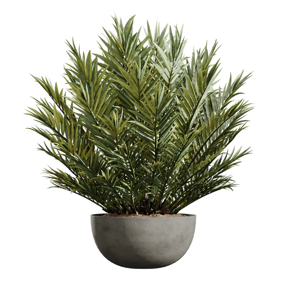 AV Indoor Plants Set 612 Ficus Aspidistra Palm Orange Calamondin Tree Image 3