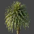 AV Plant Cycas Revoluta Palmfarn Palm Tree 01 - Thumbnail 6